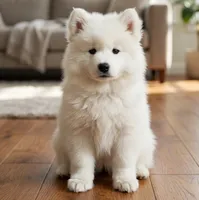Mochi, a male Samoyed for sale in Medfield, MA – 1 of 3