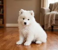 Nova, a female Samoyed for sale in Medfield, MA – 1 of 3