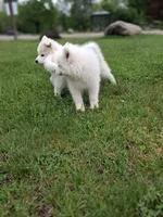 Lily, a female Samoyed for sale in Medfield, MA – 9 of 10