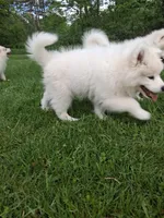 Lily, a female Samoyed for sale in Medfield, MA – 4 of 10