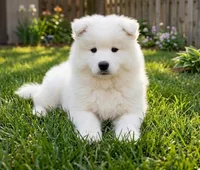 Olaf, a male Samoyed for sale in Medfield, MA – 3 of 3