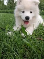 Lily, a female Samoyed for sale in Medfield, MA – 7 of 10