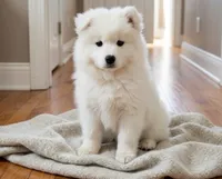 Aurora, a female Samoyed for sale in Medfield, MA – 3 of 3
