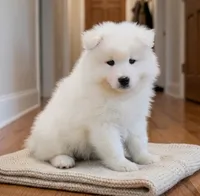Olaf, a male Samoyed for sale in Medfield, MA – 2 of 3