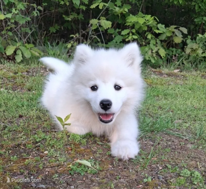 Nova – Samoyed puppy for sale in Medfield, MA