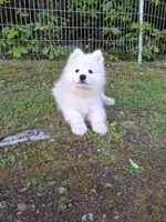 Nova, a female Samoyed for sale in Medfield, MA – 8 of 10