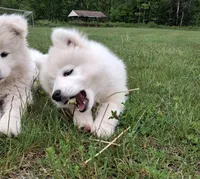 Aurora, a female Samoyed for sale in Medfield, MA – 6 of 9