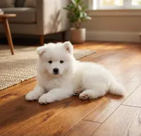 Aurora, a female Samoyed for sale in Medfield, MA – 2 of 3