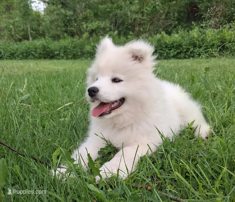 Lily – Samoyed puppy for sale in Medfield, MA