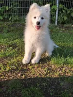 Nova, a female Samoyed for sale in Medfield, MA – 10 of 10