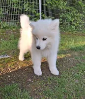 Nova, a female Samoyed for sale in Medfield, MA – 5 of 10