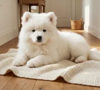 Mochi, a male Samoyed for sale in Medfield, MA – 2 of 3