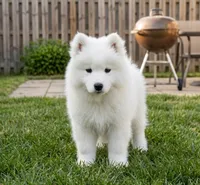 Nova, a female Samoyed for sale in Medfield, MA – 3 of 3