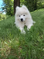 Mochi, a male Samoyed for sale in Medfield, MA – 5 of 10