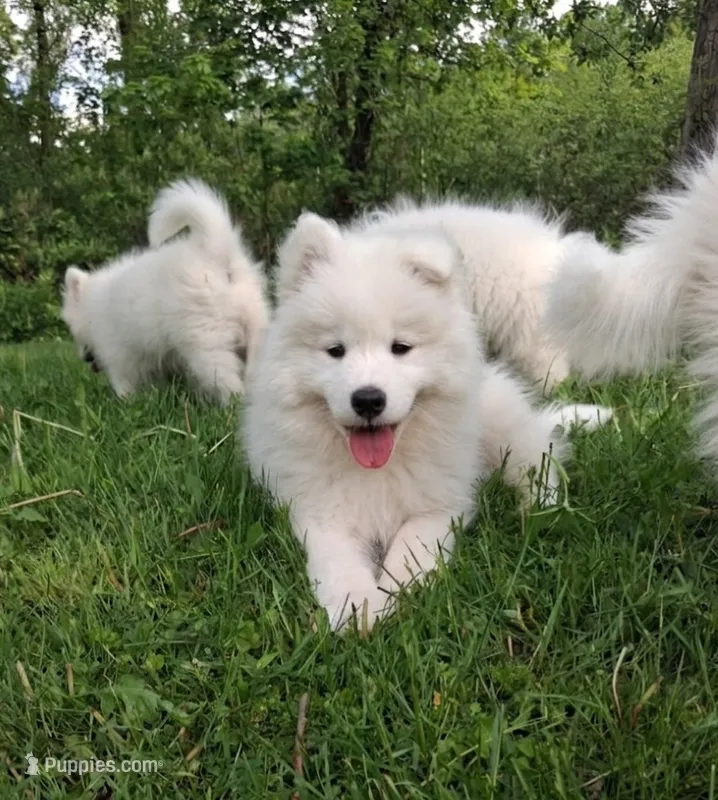 Olaf – Samoyed puppy for sale in Medfield, MA