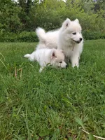 Lily, a female Samoyed for sale in Medfield, MA – 10 of 10