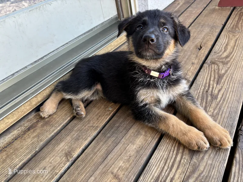 Purple – German Shepherd Dog puppy for sale in Broomfield, CO