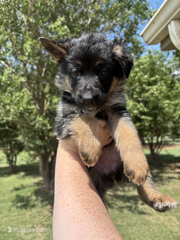 Purple – German Shepherd Dog puppy for sale in Broomfield, CO