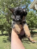 Purple, a female German Shepherd Dog for sale in Broomfield, CO – 1 of 7