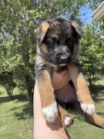 Hot Pink, a female German Shepherd Dog for sale in Broomfield, CO – 1 of 8