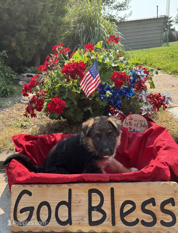 Hot Pink – German Shepherd Dog puppy for sale in Broomfield, CO