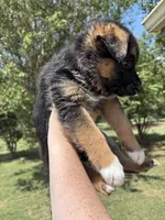 Hot Pink, a female German Shepherd Dog for sale in Broomfield, CO – 4 of 8