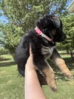 Light Pink , a female German Shepherd Dog for sale in Broomfield, CO – 3 of 6