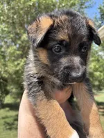 Hot Pink, a female German Shepherd Dog for sale in Broomfield, CO – 2 of 8