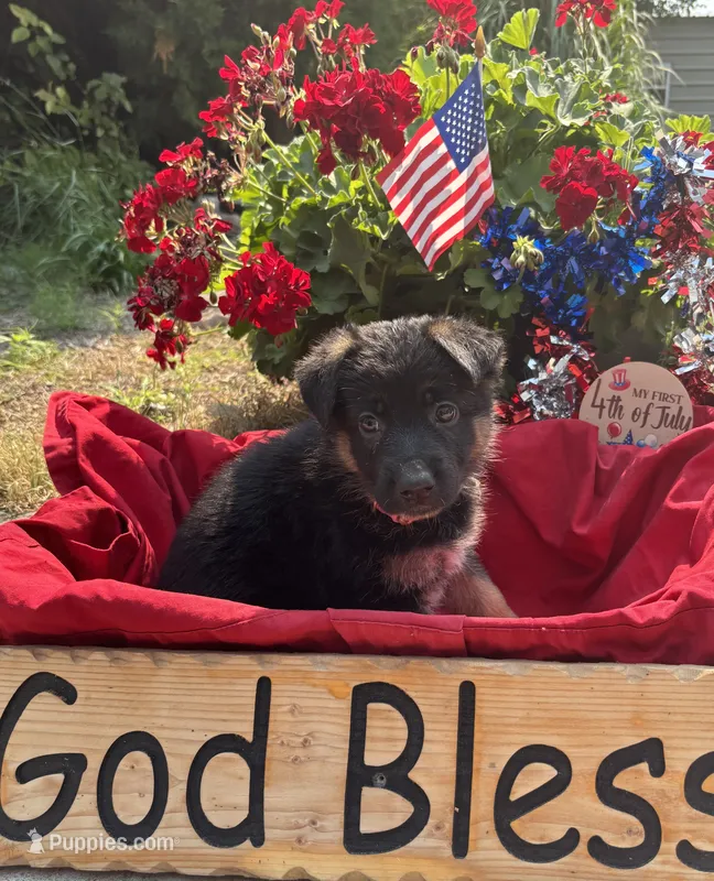 Light Pink  – German Shepherd Dog puppy for sale in Broomfield, CO