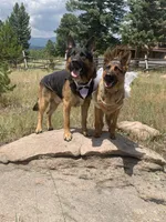 Hot Pink, a female German Shepherd Dog for sale in Broomfield, CO – 8 of 8