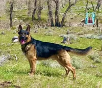 Light Pink , a female German Shepherd Dog for sale in Broomfield, CO – 4 of 6