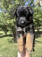 Light Pink , a female German Shepherd Dog for sale in Broomfield, CO – 1 of 6