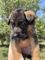 Hot Pink, a female German Shepherd Dog for sale in Broomfield, CO – 3 of 8
