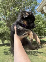 Purple, a female German Shepherd Dog for sale in Broomfield, CO – 3 of 7