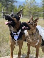 Hot Pink, a female German Shepherd Dog for sale in Broomfield, CO – 7 of 8
