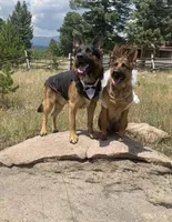 Light Pink , a female German Shepherd Dog for sale in Broomfield, CO – 6 of 6