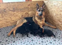 Light Pink , a female German Shepherd Dog for sale in Broomfield, CO – 5 of 6