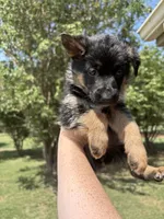 Purple, a female German Shepherd Dog for sale in Broomfield, CO – 2 of 7