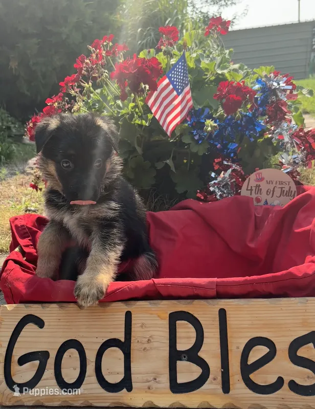 Purple – German Shepherd Dog puppy for sale in Broomfield, CO