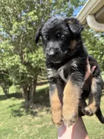 Light Pink , a female German Shepherd Dog for sale in Broomfield, CO – 2 of 6