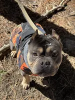 Thiago, a male American Bully for sale in Grand Junction, CO – 5 of 7
