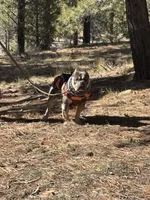 Thiago, a male American Bully for sale in Grand Junction, CO – 4 of 7
