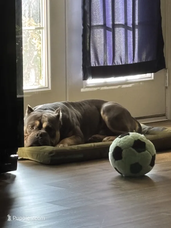 Thiago – American Bully puppy for sale in Grand Junction, CO