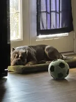 Thiago, a male American Bully for sale in Grand Junction, CO – 1 of 7