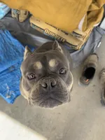 Thiago, a male American Bully for sale in Grand Junction, CO – 2 of 7