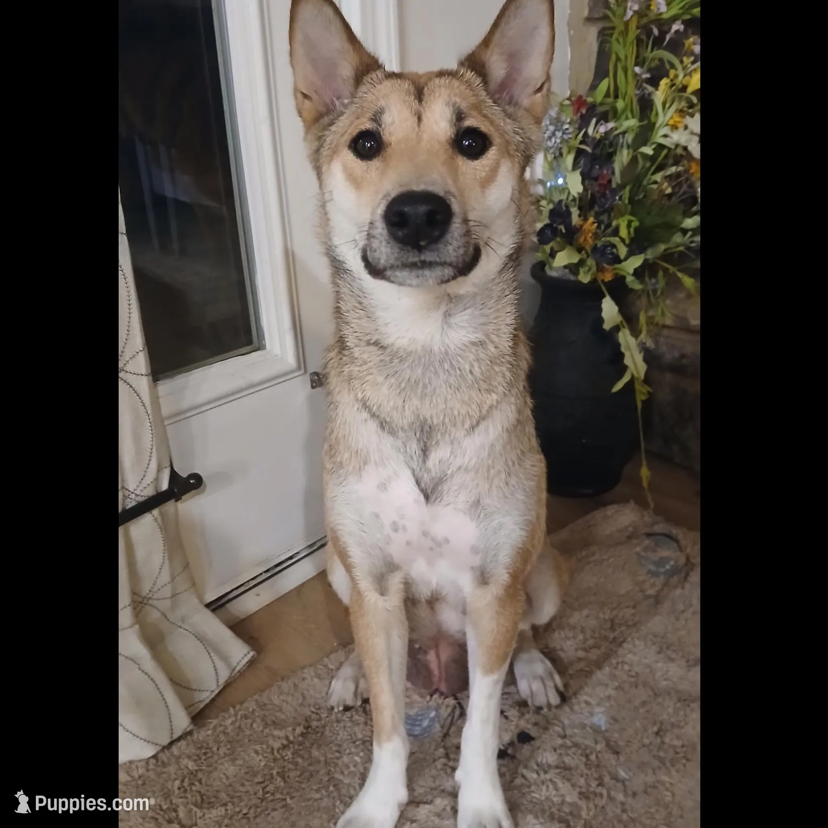 Atlas, a male Shiba Inu and Australian Cattle Dog for sale in Newnan, GA – Photo 6 of 6