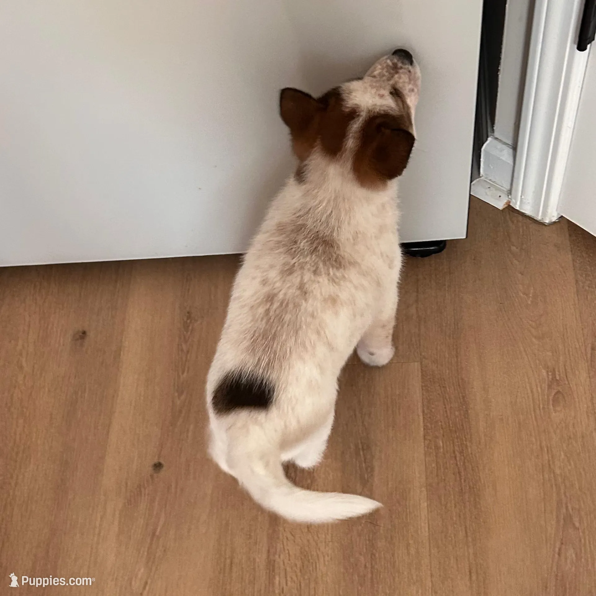 Atlas, a male Shiba Inu and Australian Cattle Dog for sale in Newnan, GA – Photo 5 of 6