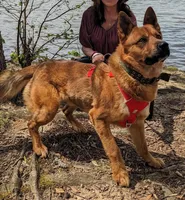 Atlas, a male Shiba Inu and Australian Cattle Dog for sale in Newnan, GA – Photo 4 of 6
