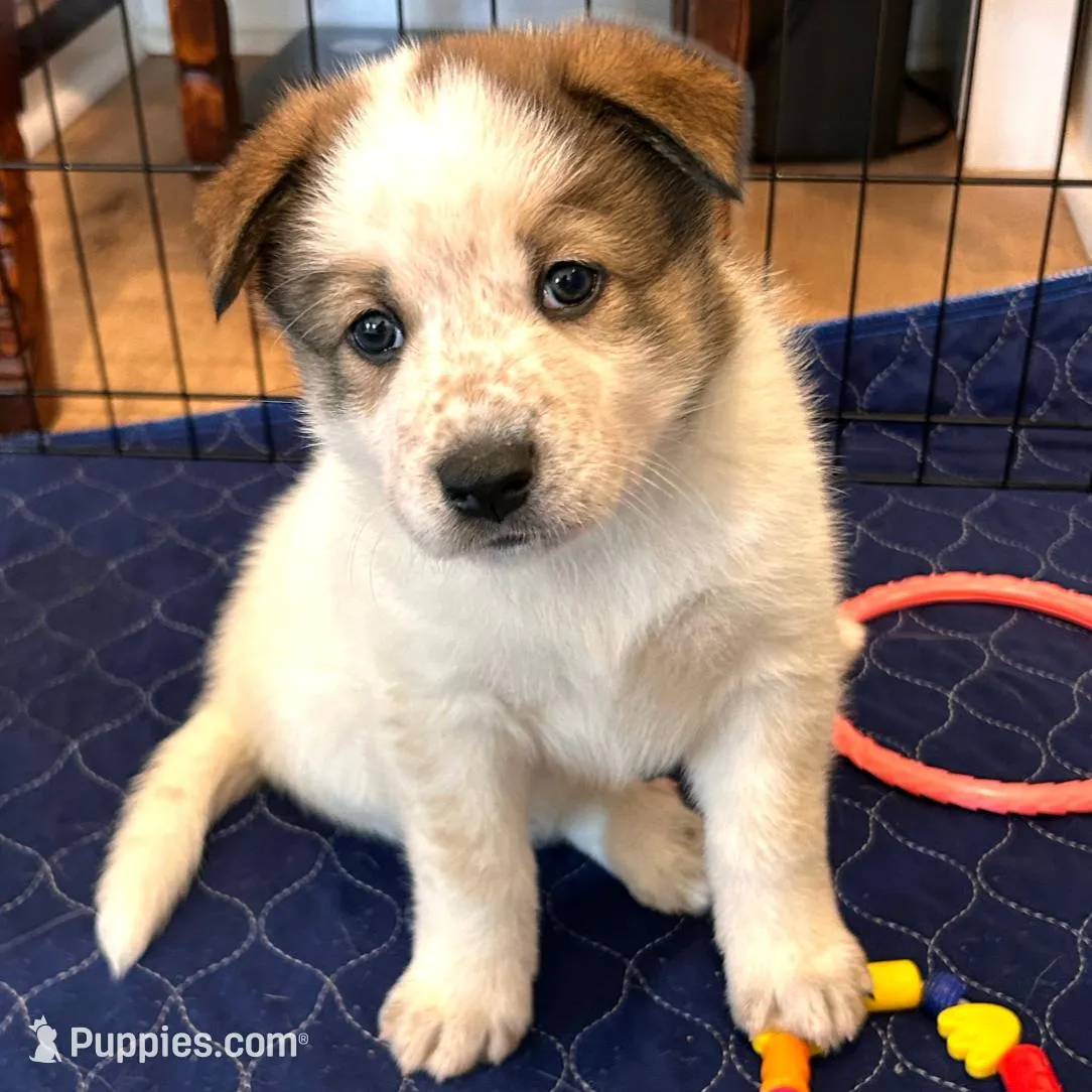 Atlas, a male Shiba Inu and Australian Cattle Dog for sale in Newnan, GA – Photo 2 of 6