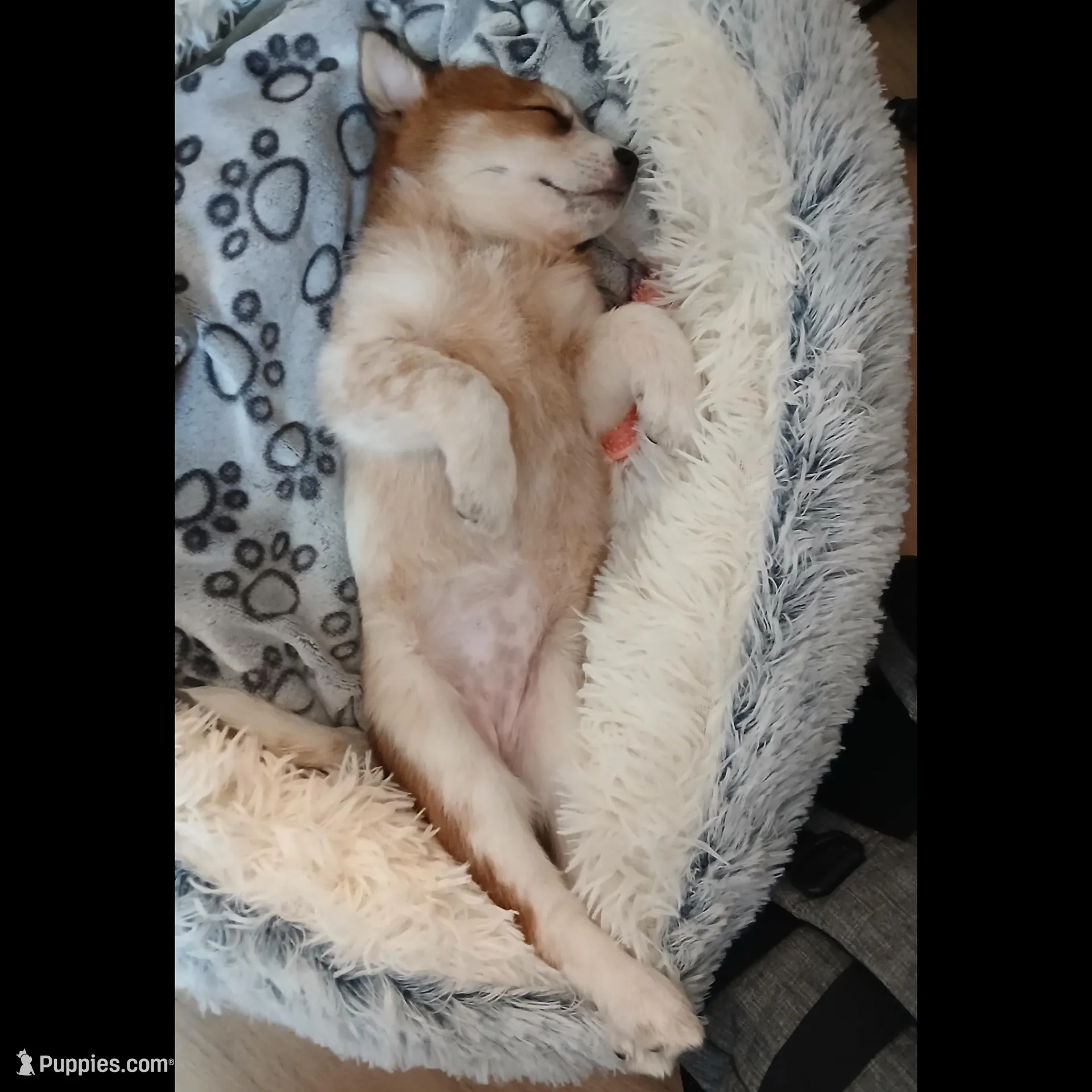 Clover, a female Shiba Inu and Australian Cattle Dog for sale in Newnan, GA – Photo 2 of 4